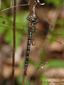 Epiaeschna heros, female